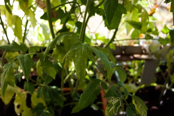 Primer Plano Hojas Florecientes Plantas Maceta — Foto de Stock