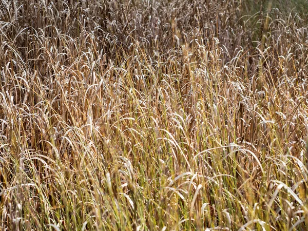 Dry Raupo Typha Orientalis Bulrush Γρασίδι Στο Βάλτο — Φωτογραφία Αρχείου