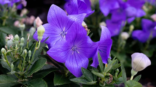 Gros Plan Fleurs Bleu Tibouchine Dans Jardin — Photo