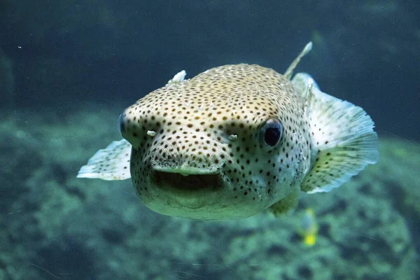 Primo Piano Pesce Porcospino Sott Acqua Acquario — Foto Stock