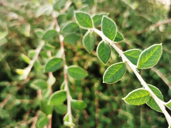 Yeşil Bitkilerin Yakın Plan Çekimi — Stok fotoğraf