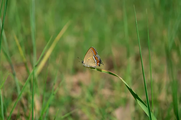在模糊的背景下 一只蝴蝶坐在草地上的特写镜头 — 图库照片