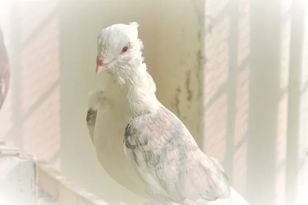 Portrait Brooding White Pigeon — Stock Photo, Image