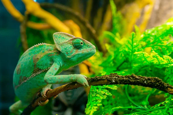 Primer Plano Camaleón Verde Terrario — Foto de Stock