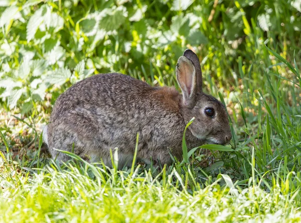 草の中の可愛いウサギのクローズアップ — ストック写真