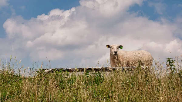 Милая Белая Корова Пастбище Облачным Небом — стоковое фото