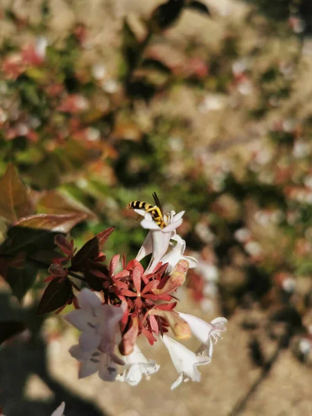 Eine Vertikale Aufnahme Schöner Abelia Blumen — Stockfoto