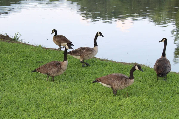 Eine Landschaft Von Gänsen Der Bucht Eines Sees Oder Flusses — Stockfoto