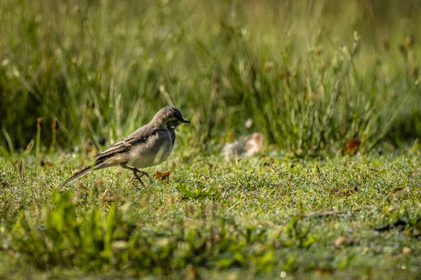 Shallow Focus Shot Wagtail Green Meadow — Stock Photo, Image