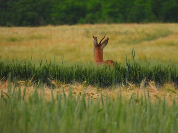 Chevreuil Dans Grand Champ Pendant Jour — Photo