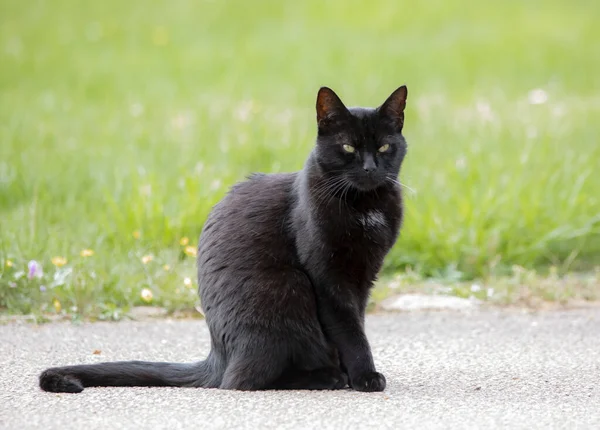 アスファルトの道路に座っている美しい黒いふわふわの猫 — ストック写真