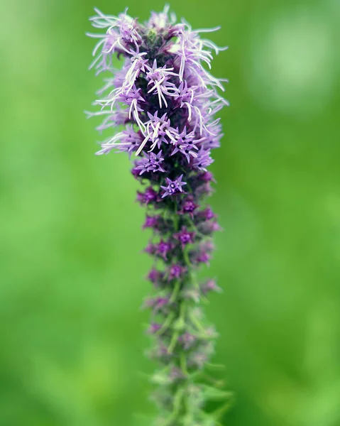 Selective Focus Shot Blooming Liatris Flowers Field Blurred Background — Stock Photo, Image