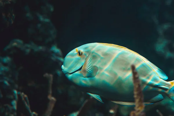 Een Close Opname Van Een Aquarium Vis — Stockfoto