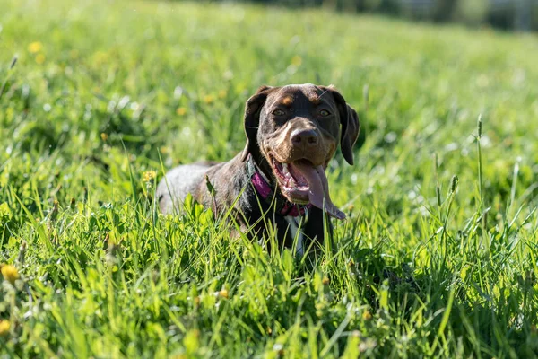 Perro Marrón Sentado Hierba Mirando Cámara — Foto de Stock