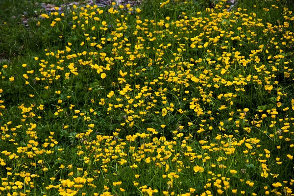 Schöne Blumen Wachsen Garten — Stockfoto