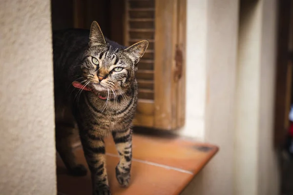 Close Gato Bonito Com Olhos Verdes Encantadores Peitoril Janela Olhando — Fotografia de Stock