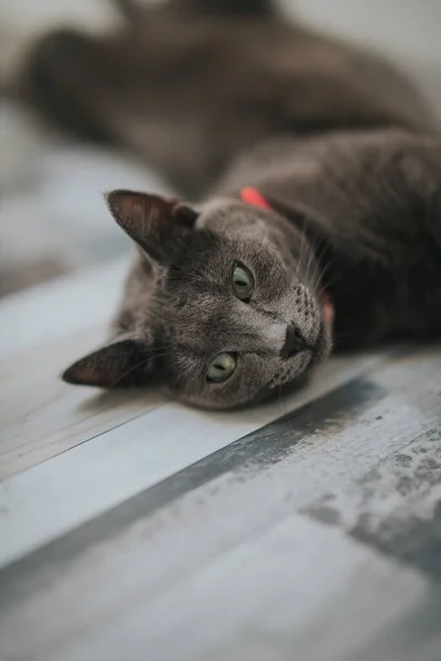 一只美丽的灰色猫躺在木制的表面上 它有着美丽的绿色眼睛 — 图库照片