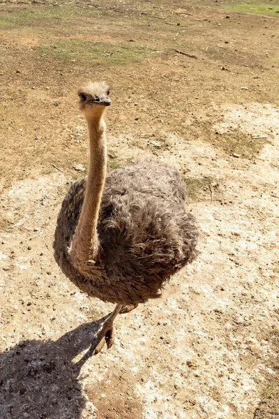 Ein Strauß Auf Einem Feld Einem Sonnigen Tag — Stockfoto