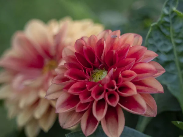 Selektywne Ujęcie Ostrości Pięknego Kwiatu Dahlii Zewnątrz Podczas Światła Dziennego — Zdjęcie stockowe