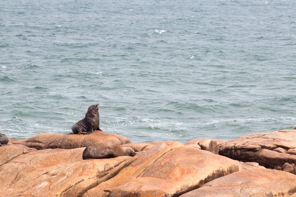 海狮在海中的岩石上波涛汹涌 — 图库照片