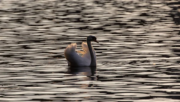 Primer Plano Hermoso Cisne Blanco Nadando Agua — Foto de Stock