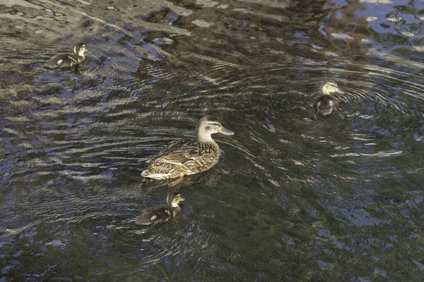 Egy Kacsa Kiskacsákkal Úszkál Vízben — Stock Fotó