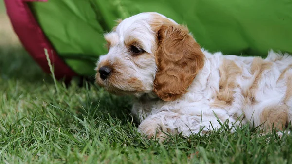 Primo Piano Carino Piccolo Cocker Americano Spaniel Sdraiato Erba — Foto Stock