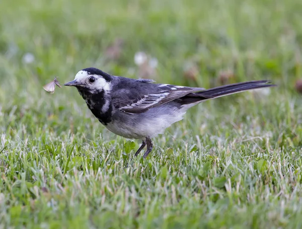 Selektiver Fokus Der Schönen Bachstelze Auf Der Wiese — Stockfoto