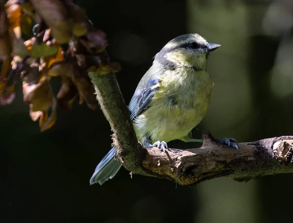 Closeup Eurasian Blue Tit Branch — Zdjęcie stockowe