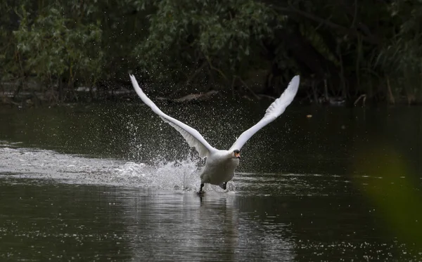 Белый Лебедь Пролетает Над Озером Парке — стоковое фото