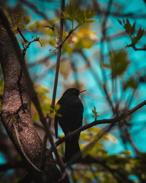 Коммонская Черная Птица Села Дерево Лесу — стоковое фото