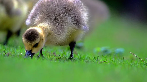 在绿草上选择性地拍摄可爱的小鸭 — 图库照片