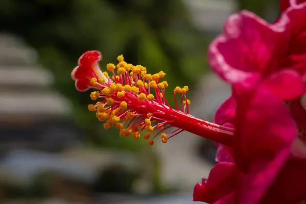 Tiro Close Hibisco Com Pétalas Rosa Branco Jardim — Fotografia de Stock