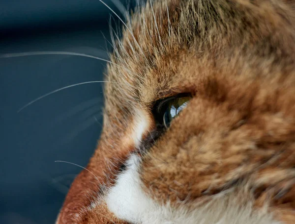 Eine Nahaufnahme Einer Schönen Pelzigen Katze — Stockfoto
