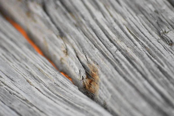 Una Macro Toma Las Texturas Patrones Surfac Madera — Foto de Stock