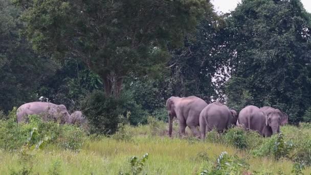 Una Manada Elefantes Sabana Kenya — Vídeos de Stock