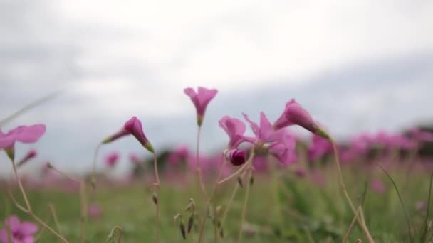 Vackra Blommor Trädgården — Stockvideo