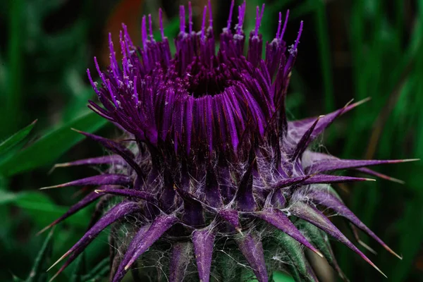 A closeup shot of a purple milk thistle flower in the field