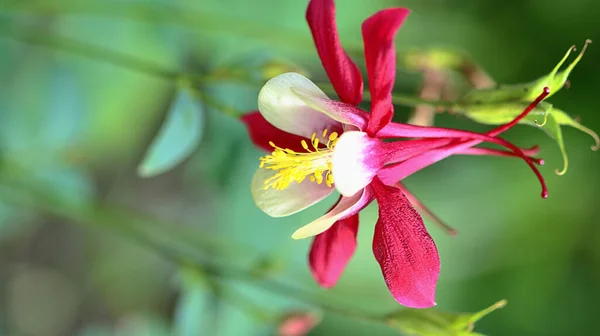 Függőleges Makró Felvétel Egy Rózsaszín Aquilegia Virágról Szabadban Nappal — Stock Fotó