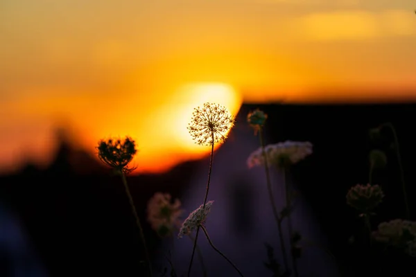 Вибір Кульбаби Полі Заході Сонця — стокове фото