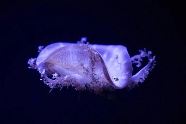 Podświetlana Fioletowa Meduza Pływająca Ciemnej Wodzie — Zdjęcie stockowe