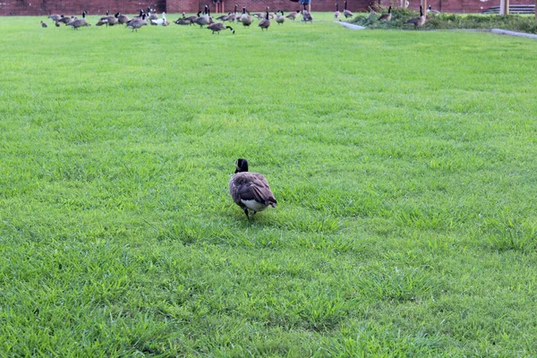 Eine Stockente Auf Einem Feld Neben Ihrer Prallen — Stockfoto