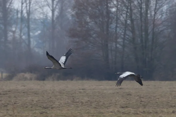 Gros Plan Grues Communes Volant Extérieur Pendant Lumière Jour — Photo