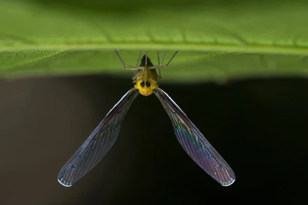 黒い背景に植物の上にカラフルな翼を持つトンボの閉鎖 — ストック写真