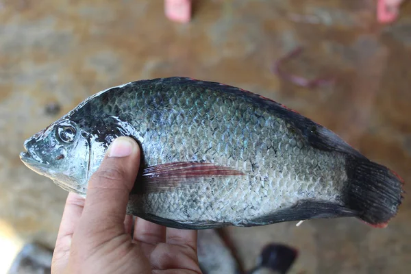 Foto Close Dari Orang Yang Memegang Ikan — Stok Foto