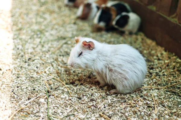 Gros Plan Hamster Mangeant Sciure Bois — Photo