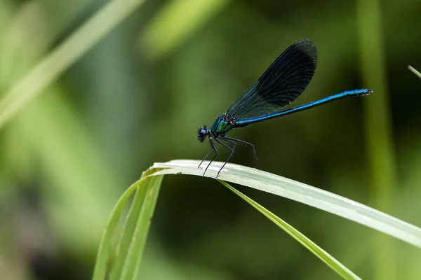 Ett Makro Skott Blå Odonata Ett Grönt Blad — Stockfoto