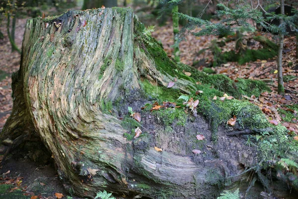 Nahaufnahme Eines Alten Baumstammes Der Mit Moos Und Pilzen Bedeckt — Stockfoto