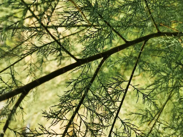 여름에 가문비나무 가지를 클로즈업 — 스톡 사진