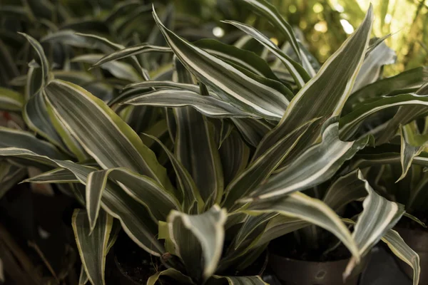 Egy Közeli Felvétel Egy Örökzöld Dracaena Leveleiről Napfényben — Stock Fotó